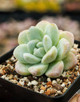 Echeveria 'Ice Green' - Vivid Root