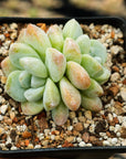 Echeveria 'Ice Green' - Vivid Root