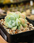 Echeveria 'Ice Green' - Vivid Root