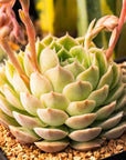 Echeveria 'Onslow' - Vivid Root