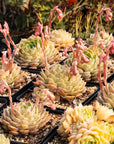 Echeveria 'Onslow' - Vivid Root