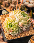 Echeveria 'Onslow' - Vivid Root