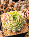 Echeveria 'Onslow' - Vivid Root