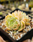 Echeveria 'Onslow' - Vivid Root