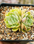 Echeveria 'Onslow' - Vivid Root