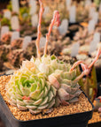 Echeveria 'Onslow' - Vivid Root