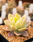 Echeveria Silk Veil - Vivid Root