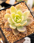Echeveria Silk Veil - Vivid Root