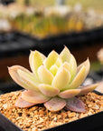 Echeveria Silk Veil - Vivid Root