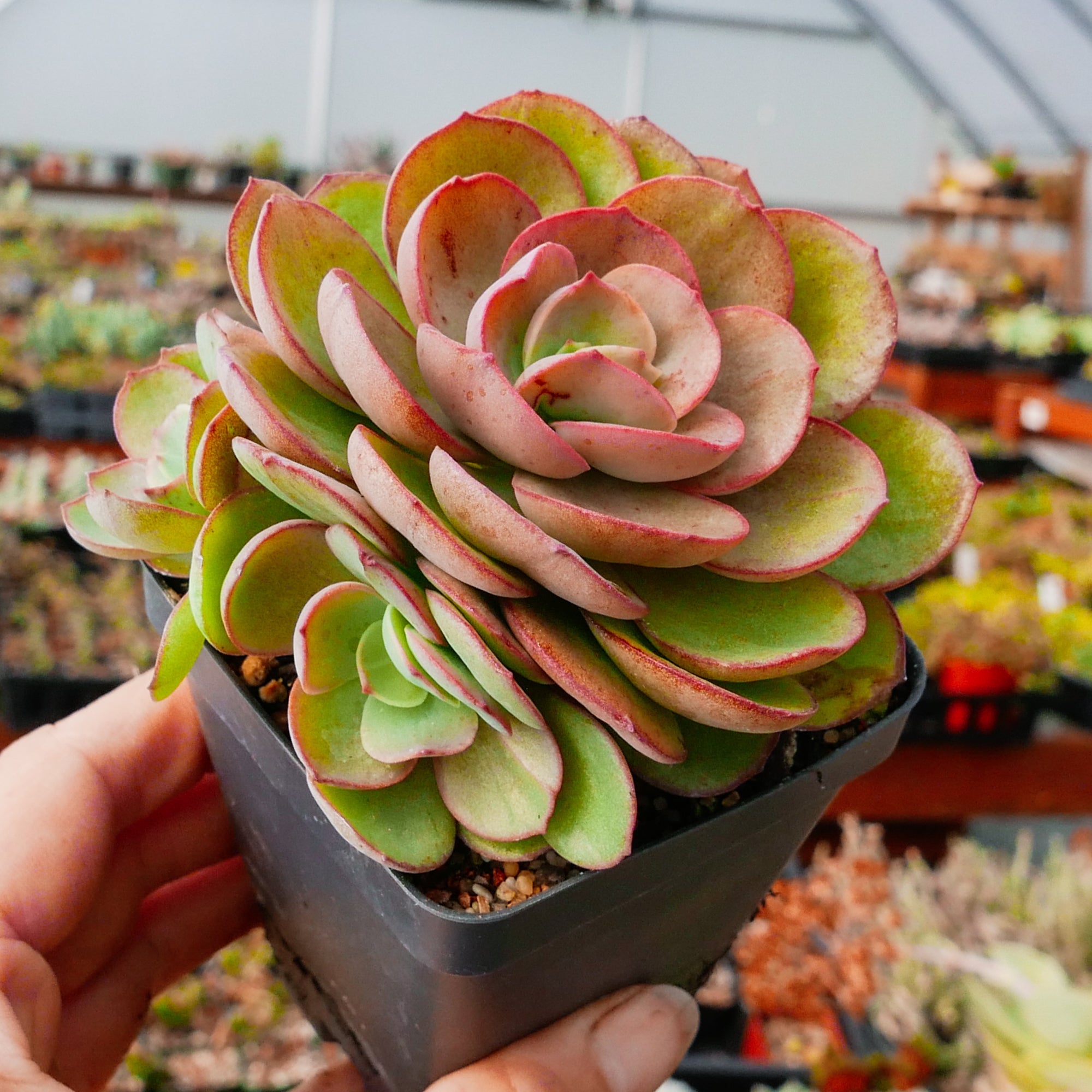 Echeveria 'Suyon' - Vivid Root