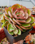 Echeveria 'Suyon' - Vivid Root