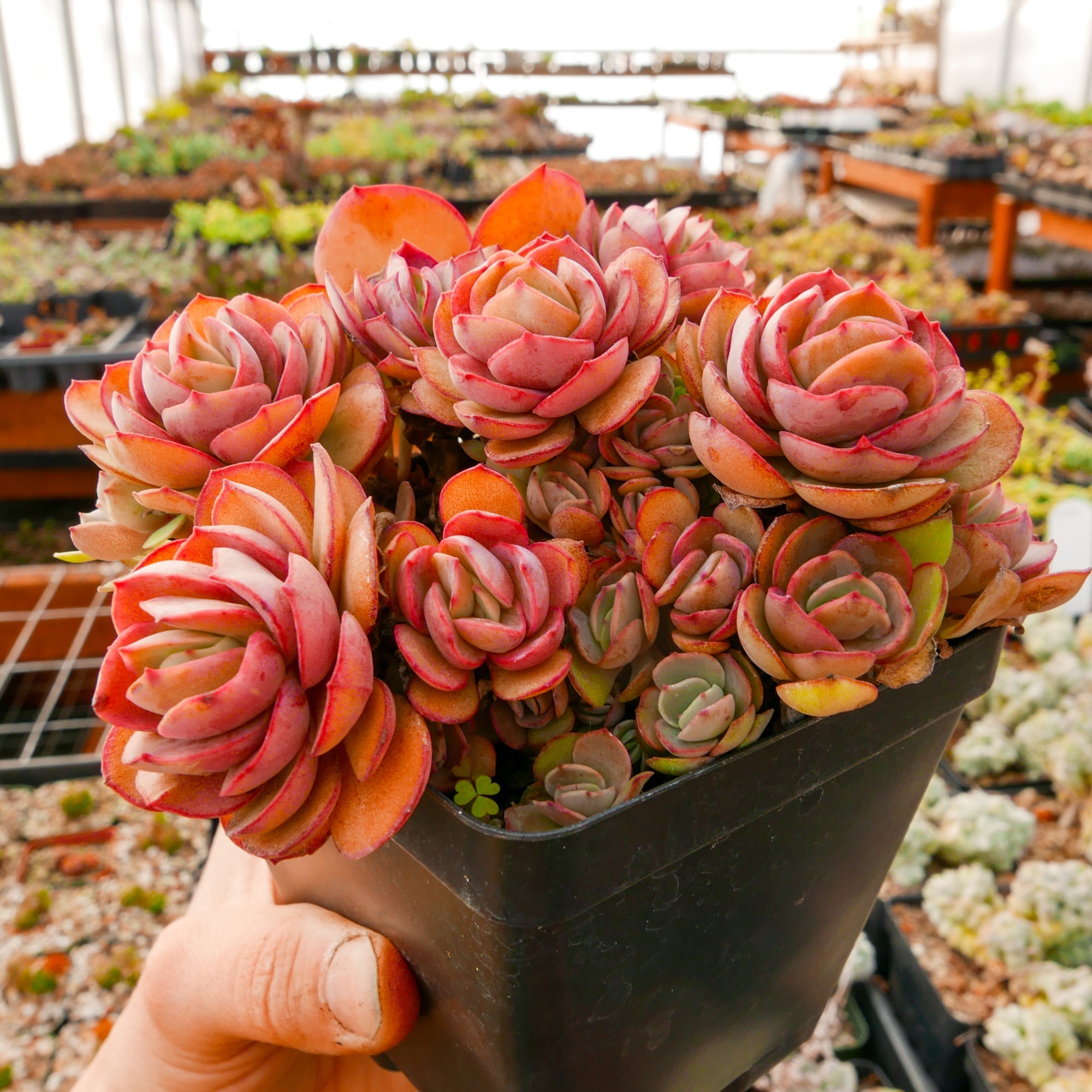 Echeveria 'Suyon' - Vivid Root