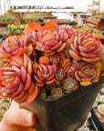 Echeveria 'Suyon' - Vivid Root