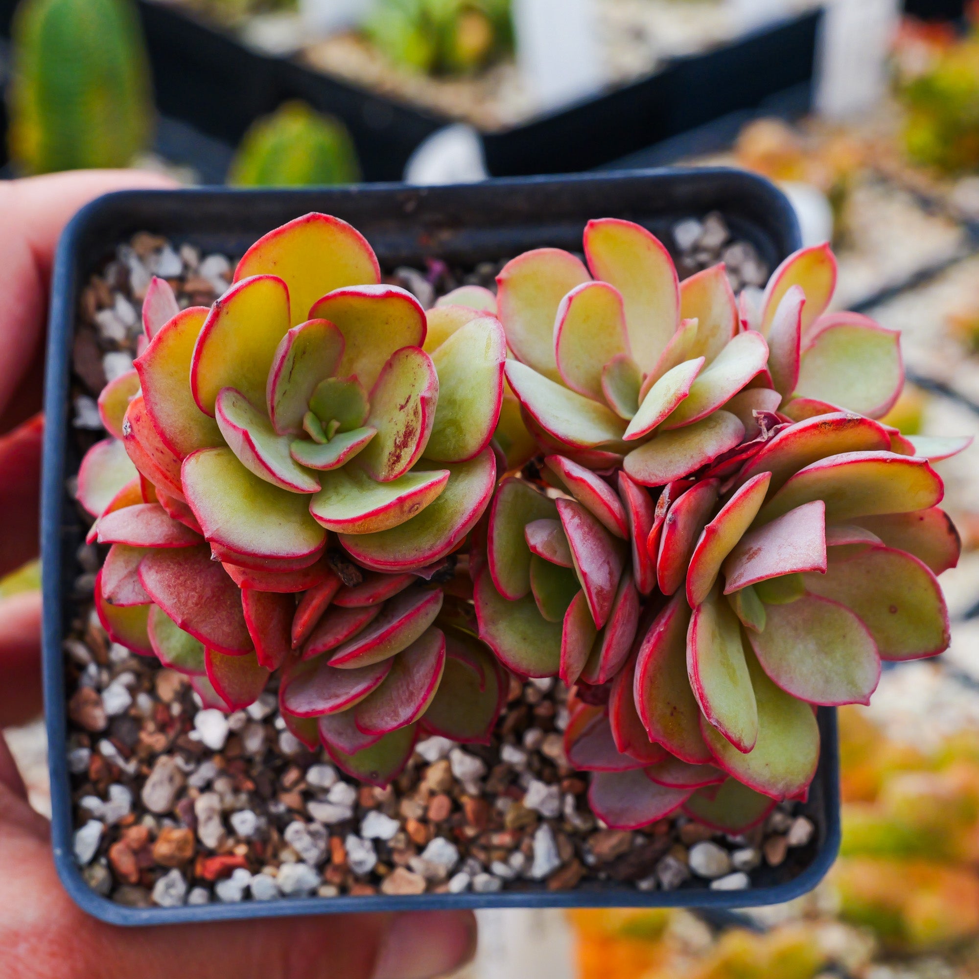 Echeveria 'Suyon' - Vivid Root