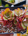 Echeveria 'Suyon' - Vivid Root