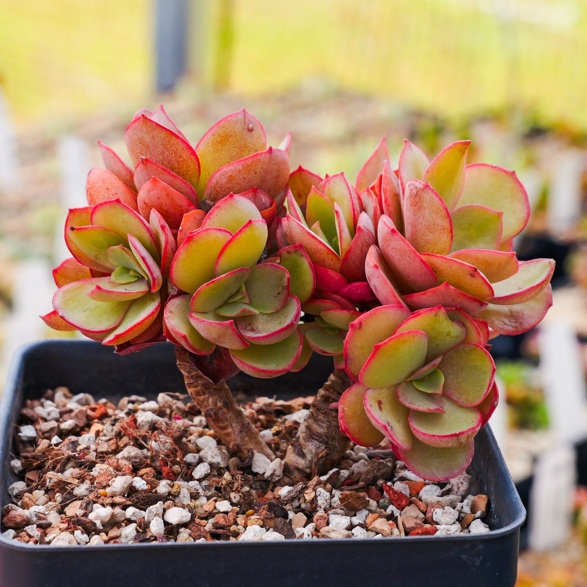Echeveria 'Suyon' - Vivid Root
