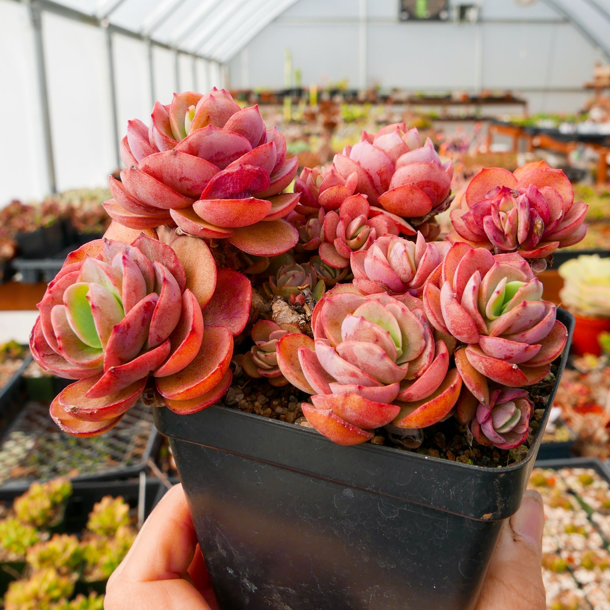 Echeveria 'Suyon' - Vivid Root
