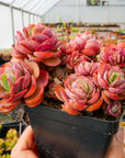 Echeveria 'Suyon' - Vivid Root