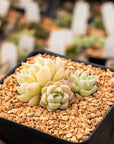 Echeveria 'White Ocean' - Vivid Root