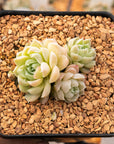 Echeveria 'White Ocean' - Vivid Root