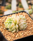 Echeveria 'White Ocean' - Vivid Root
