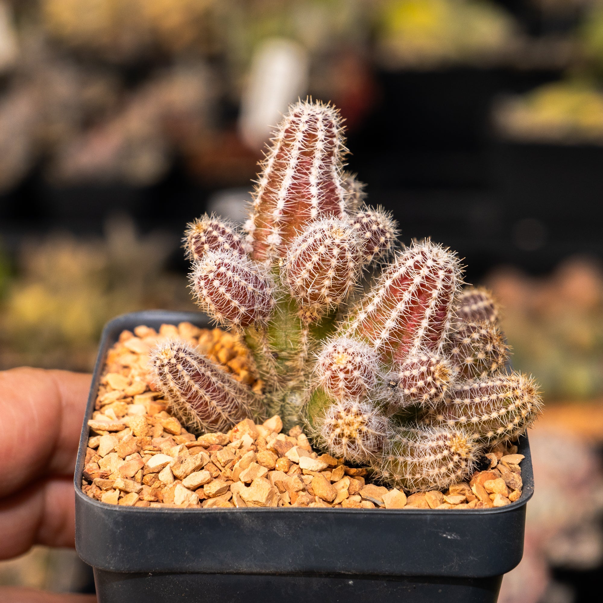 Echinopsis chamaecereus silvestrii - Peanut Cactus - Vivid Root