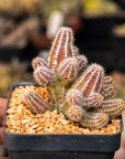 Echinopsis chamaecereus silvestrii - Peanut Cactus - Vivid Root
