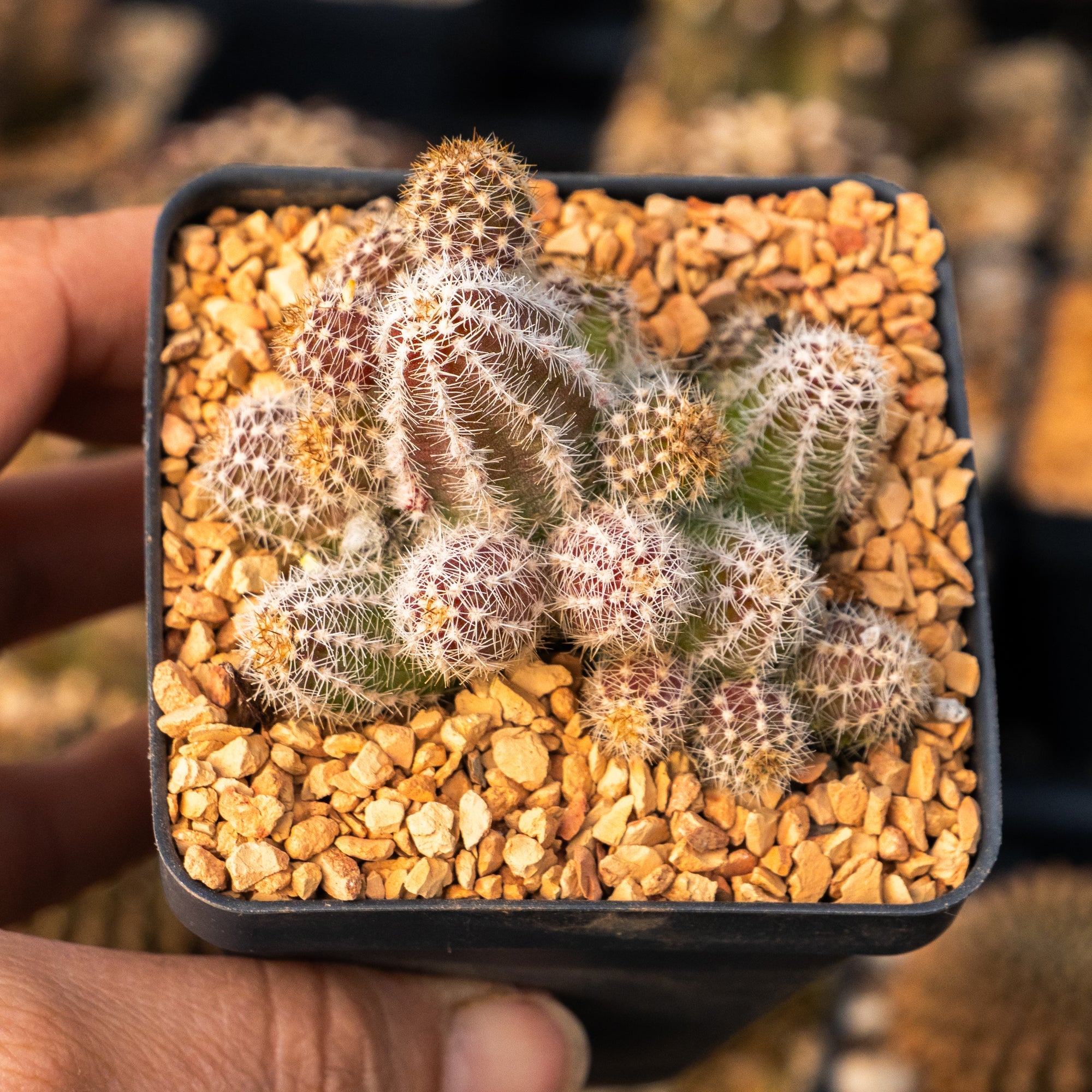 Echinopsis chamaecereus silvestrii - Peanut Cactus - Vivid Root