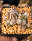 Echinopsis chamaecereus silvestrii - Peanut Cactus - Vivid Root