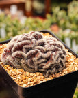 Echinopsis 'Schick Hybrid' cristata - Vivid Root