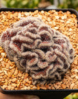 Echinopsis 'Schick Hybrid' cristata - Vivid Root