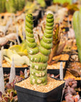 Eulychnia castanea cv. varispiralis - branched - Vivid Root