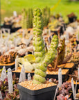 Eulychnia castanea cv. varispiralis - branched - Vivid Root
