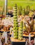 Eulychnia castanea cv. varispiralis - branched - Vivid Root
