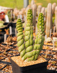 Eulychnia castanea cv. varispiralis | One & Only | A - Vivid Root