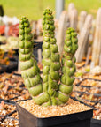 Eulychnia castanea cv. varispiralis | One & Only | A - Vivid Root