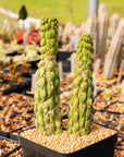 Eulychnia castanea cv. varispiralis | One & Only | B - Vivid Root
