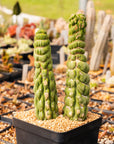 Eulychnia castanea cv. varispiralis | One & Only | B - Vivid Root