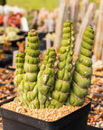 Eulychnia castanea cv. varispiralis | One & Only | C - Vivid Root
