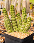 Eulychnia castanea cv. varispiralis | One & Only | C - Vivid Root