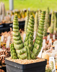 Eulychnia castanea cv. varispiralis | One & Only | D - Vivid Root