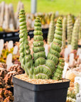 Eulychnia castanea cv. varispiralis | One & Only | D - Vivid Root