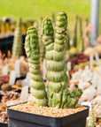 Eulychnia castanea cv. varispiralis | One & Only | E - Vivid Root