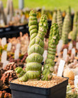 Eulychnia castanea cv. varispiralis | One & Only | E - Vivid Root