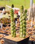 Eulychnia castanea cv. varispiralis | One & Only | F - Vivid Root