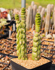 Eulychnia castanea cv. varispiralis | One & Only | F - Vivid Root