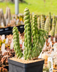 Eulychnia castanea cv. varispiralis | One & Only | G - Vivid Root