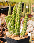Eulychnia castanea cv. varispiralis | One & Only | G - Vivid Root