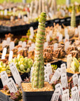 Eulychnia castanea cv. varispiralis - single stem - Vivid Root