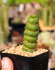 Eulychnia castanea cv. varispiralis - single stem - Vivid Root